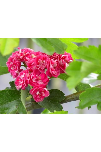 Махровые темно-розовые цветы боярышника Пол Скарлет