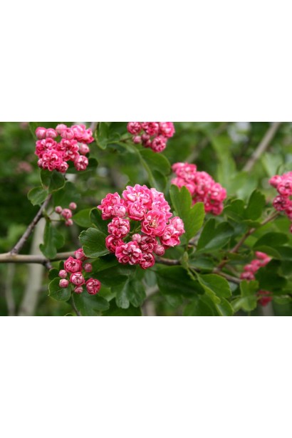 Crataegus x media Paul’s Scarlet 