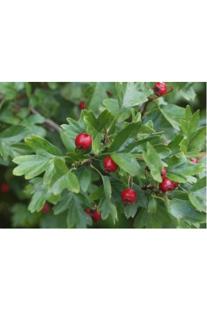 Боярышник обыкновенный Пол Скарлет красные плоды