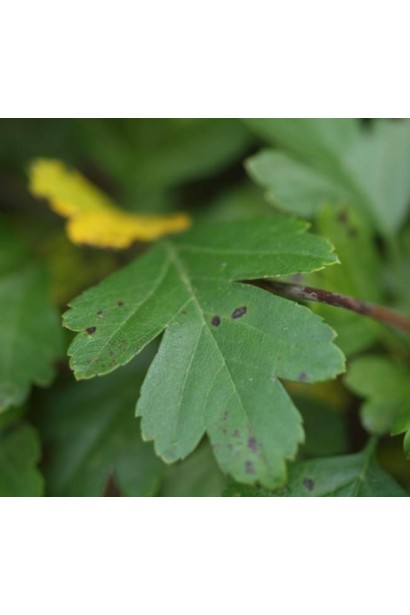 Боярышник обыкновенный Пол Скарлет листья