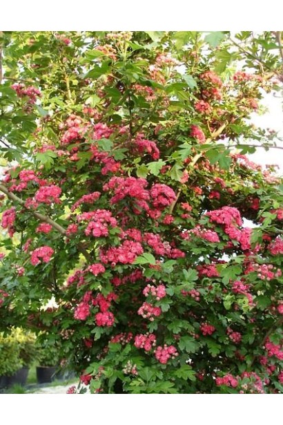 Боярышник обыкновенный / колючий Поул Скарлет раскидистый куст