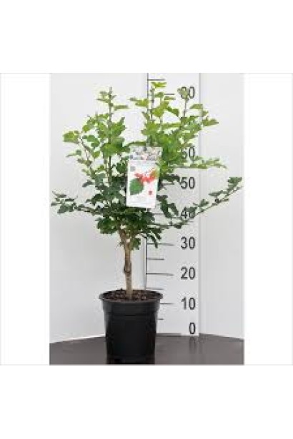 Боярышник колючий Пол Скарлет саженец 60-80 см