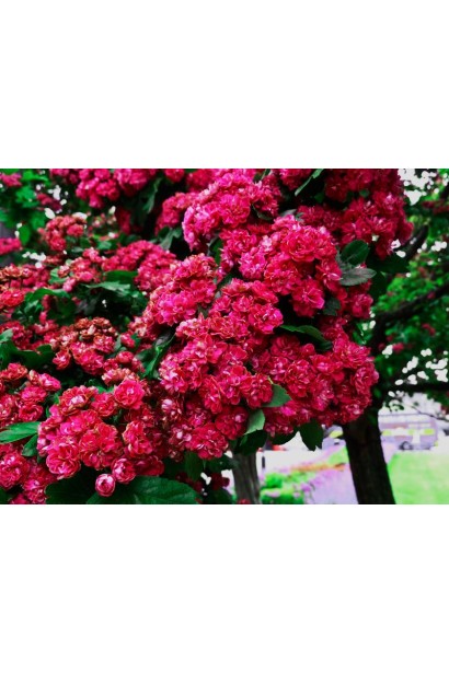 Боярышник колючий Поль Скарлет обильное цветение