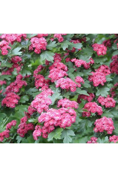 Боярышник обыкновенный / колючий Пол Скарлет (куст)