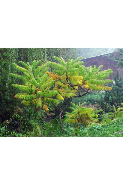 Декоративний чагарник Діссекта для стильного ландшафту.