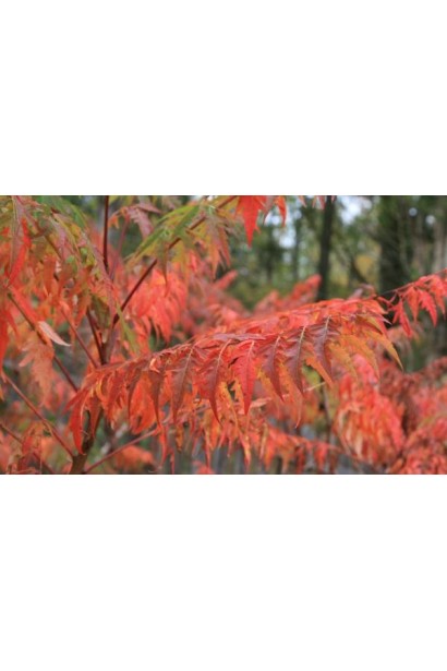 Яскраві осінні кольори сумаху Діссекта.