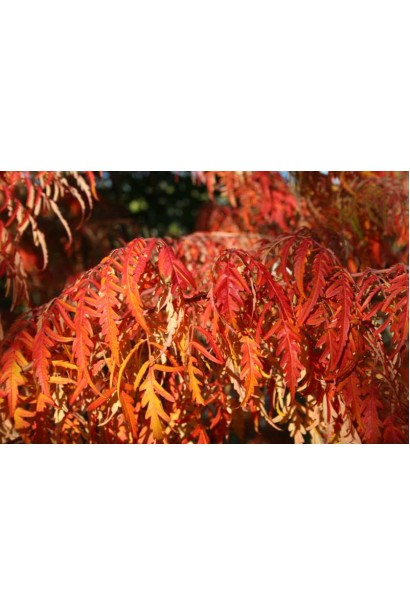 Осінні барви сумаху оленерогого Діссекта.