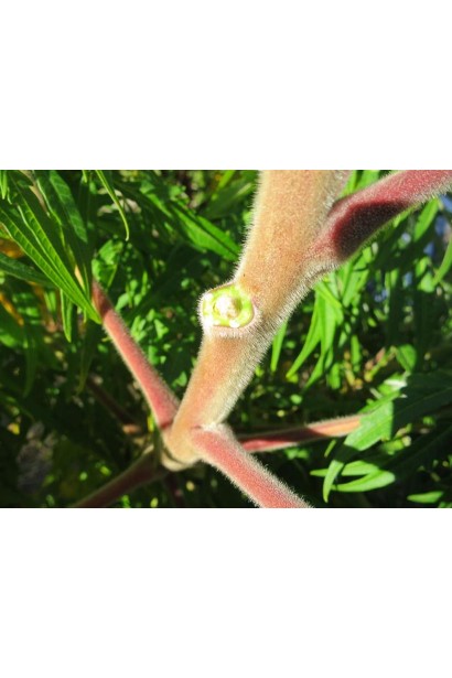 Сумах пухнастий / оленерогий Діссекта стовбур