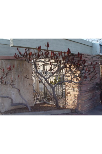 Сумах пухнастий / оленерогий Діссекта