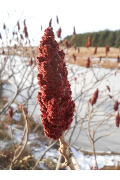 Квіти сумаха пухнастого - яскраво-червоні, зібрані в щільні волоті.