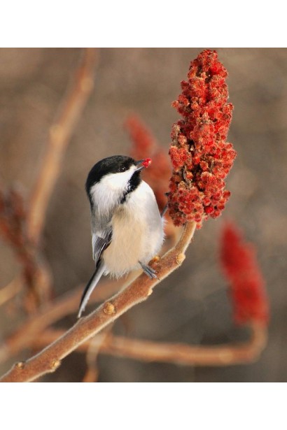 Rhus typhina Dissecta