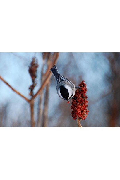 Rhus typhina Dissecta