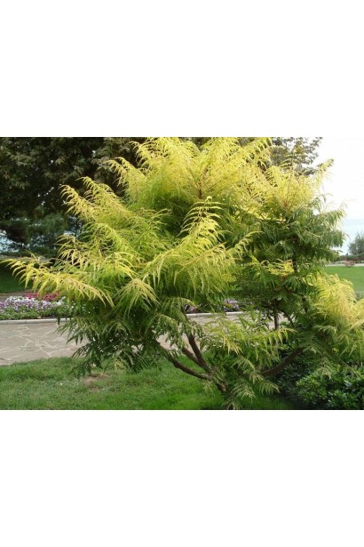 Сумах пухнастий – декоративний чагарник для саду.