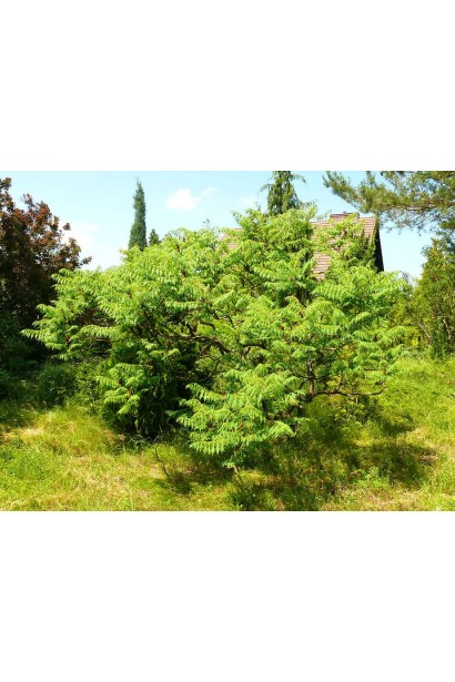 Rhus typhina Dissecta – акцент для природного саду.