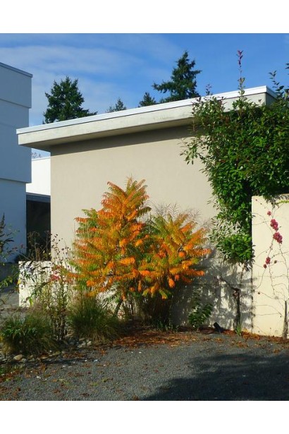 Сумах Діссекта – ефектний акцент ландшафту.