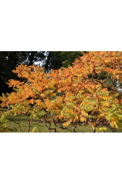 Сумах пухнастий / оленерогий Діссекта