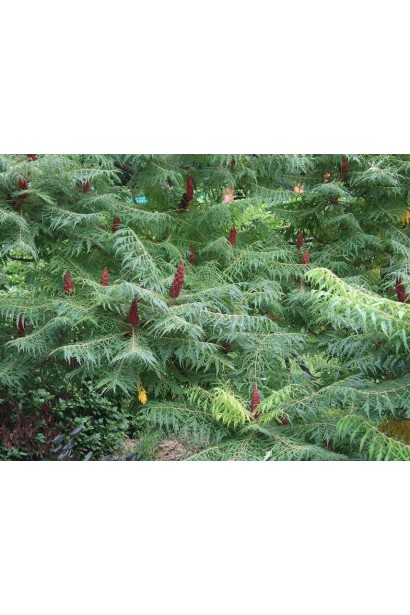 Rhus typhina Dissecta з унікальними різьбленими листками.