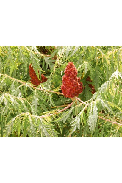 Сумах пухнастий Діссекта з різьбленим листям.