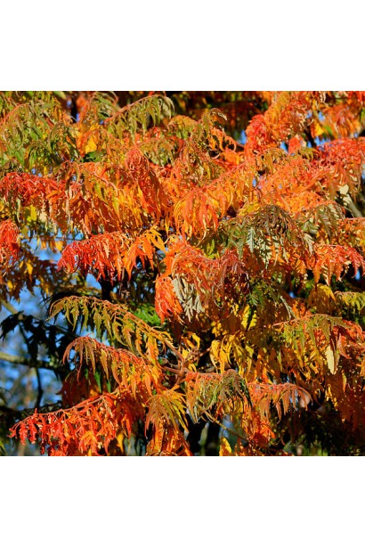 Листя сумаху Діссекта для декоративних садів.