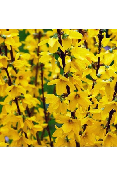 Гілки форзиції Мініголд із густим жовтим цвітом.