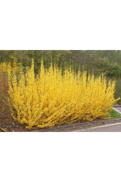 Сонячний акцент у саду – форзиція Мініголд.