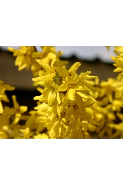 Яскраво-жовті квіти - Форзиція середня / проміжна Мініголд