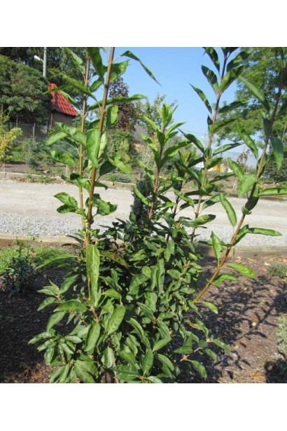 Forsythia × intermedia Minigold