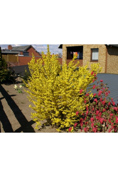 Компактний кущ форзиції Мініголд із яскраво-жовтими квітами.