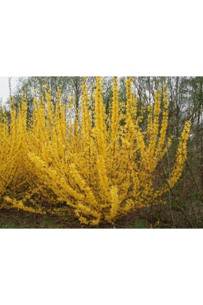 Forsythia × intermedia Minigold під час весняного цвітіння в саду.