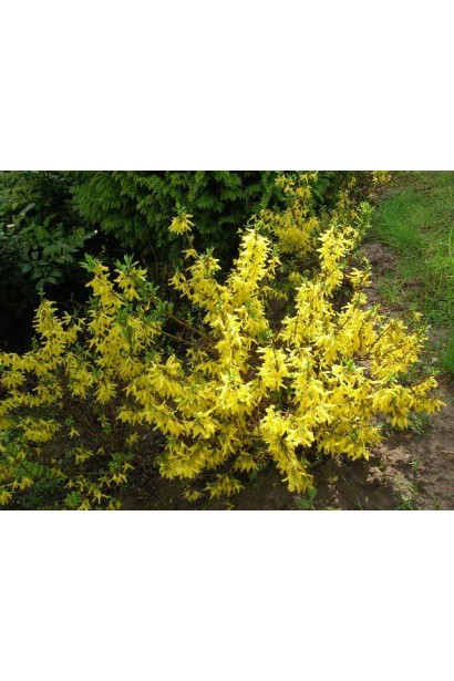 Весняний вибух кольору з форзицією Мініголд.