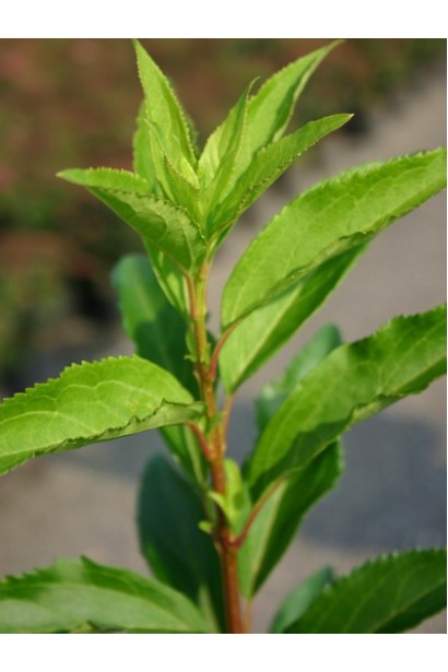 Форзиція середня Мініголд - листя