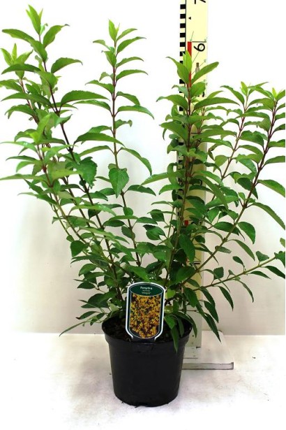 Форзиція  проміжна Мініголд