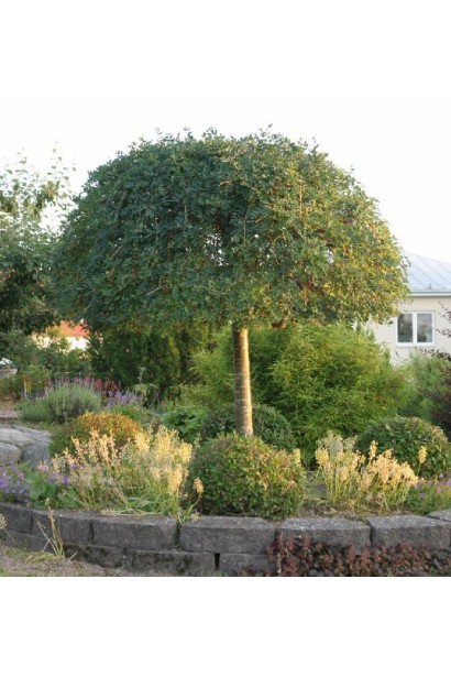 Карагана дерев’яниста Пендула на штамбі  парасольковидна форма крони