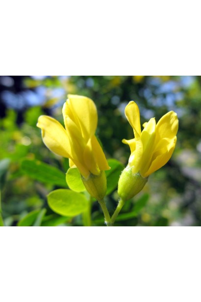 Карагана дерев’яниста Пендула жовті квіти