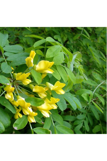 Жовта акація деревна цвітіння