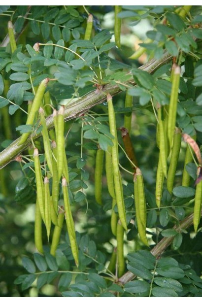 Карагана Пендула плоди у вигляді бобів