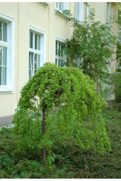 Карагана дерев’яниста Пендула на штамбі 