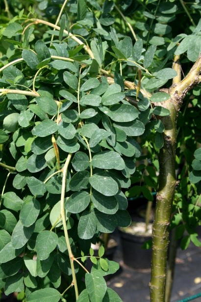 Пониклі звисаючі пагони карагани Пендула на штамбі