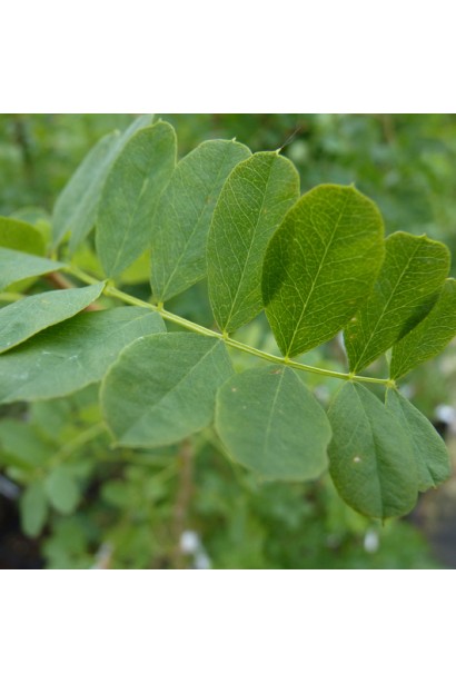 Caragana arborescens Pendula on shtambe