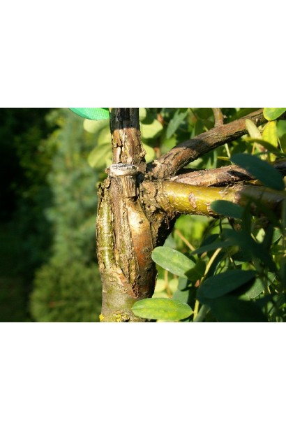 Карагана жовта Пендула на штамбі місце щеплення