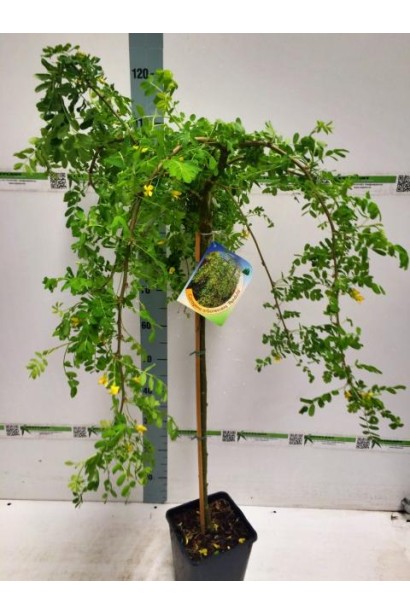 Карагана плакуча Пендула на штамбі в контейнері