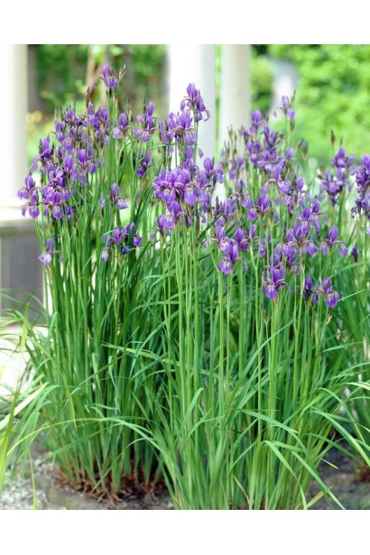 Півник сибірський