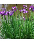 Ірис сибірський | Iris sibirica | Ирис сибирский