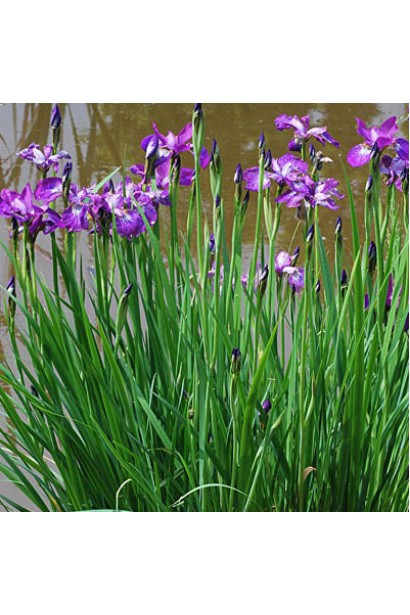 Ірис сибірський