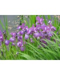 Ирис сибирский | Iris sibirica | Ірис сибірський