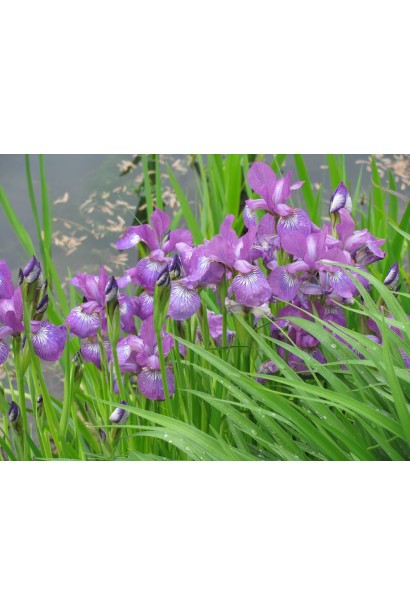 Фіолетові півники