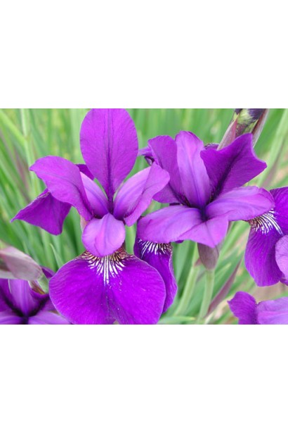 Фіолетові квіти ірису сибірського