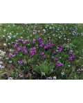Ирис сибирский | Iris sibirica | Ірис сибірський