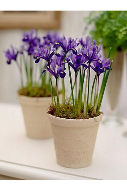 Ірис сибірський в горщику