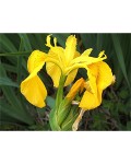 Ирис желтый / Ирис ложноаировый | Iris pseudacorus | Ірис жовтий / ірис помилковоаїровий